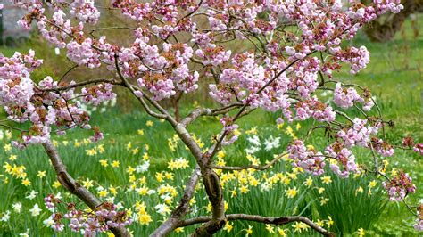 Best Trees For Small Gardens 11 Top Picks For Less Than Large Plots
