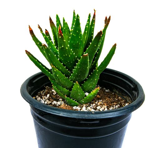 Aloe Nobilis Golden Tooth Aloe Large And Beautiful Aloe Plant For Sale The Cactus Outlet