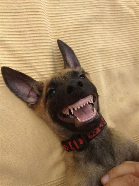 When do puppy baby teeth fall out? Image - Belgian Malinois Puppy Smiling.jpg | Dogs and ...
