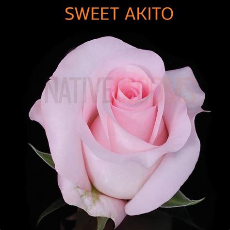 Sweet Akito Roses Wholesale Ecuadorian Roses Native Blooms