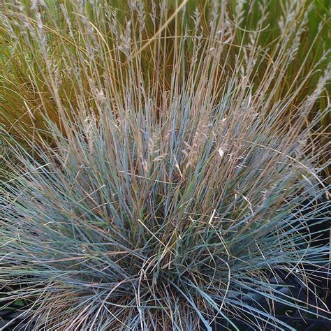 1 Gallon Boulder Blue Fescue Grass At