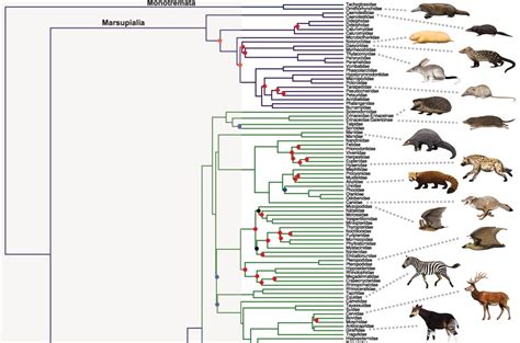 Molecular Evolution Forum: The Phylogeny and Timing of Mammalian Evolution