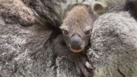 Zoo Welcomes First Baby Koala In 8 Years And Its 1st