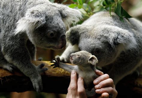 Zoo Babies Cute New Arrivals Slideshow Fox News