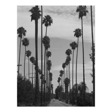 Vintage Black And White California Palm Trees Photo Poster Zazzle