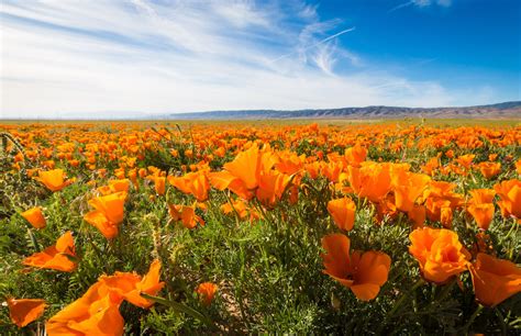 Best Flower Fields In The United States