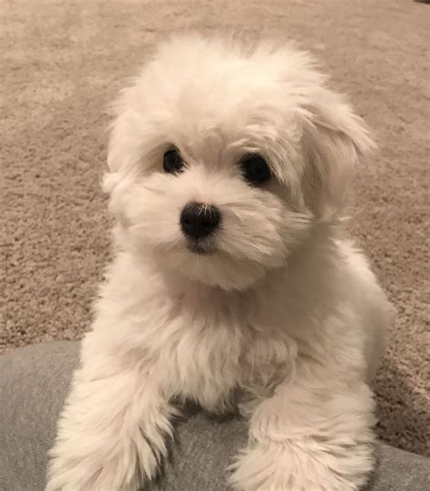 Pin By 立 潘 On Maltese In 2020 Fluffy Dogs Coton De Tulear Puppy