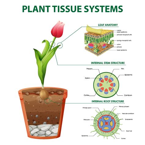 Diagram Showing Plant Tissue Systems Vector Art At Vecteezy