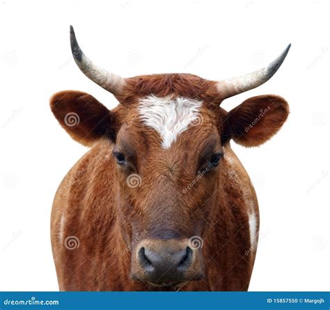 Ayrshire Cow With Horns Stock Photo Image Of Agriculture 15857550