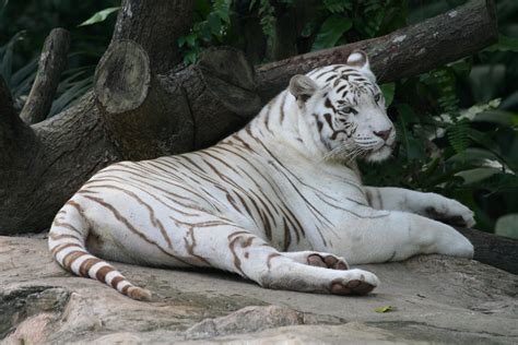 Koleksi Full Hd White Tiger Wallpaper Wallpaper Samudra