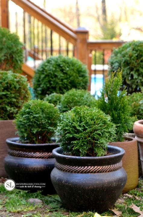 Planting Container Evergreens Patio Paver Planters Bystephanielynn