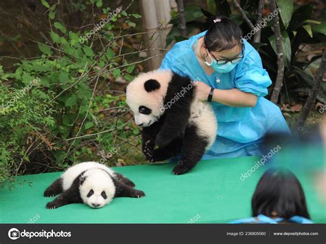 Chinese Panda Keeper Holds Giant Panda Cub Born 2017 Displayed Stock