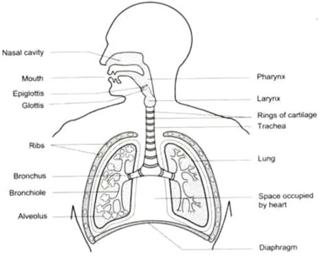 Labeled Diagram Of The Respiratory System Of A Human