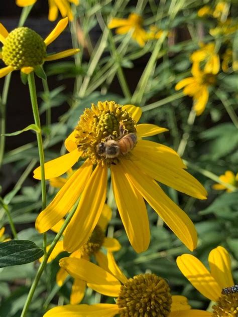 Overton County Beekeepers Ocba Monthly Meeting Millard Oakley Public