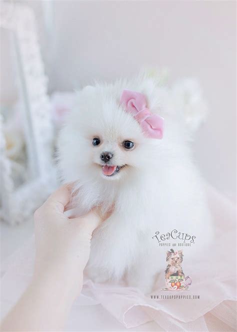 White Teacup Pomeranian Puppy For Sale