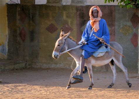 You could practice on a bicycle, and pay attention to how it moves in response to your inputs. Aunt Ramona's Africa Adventures: Man riding donkey