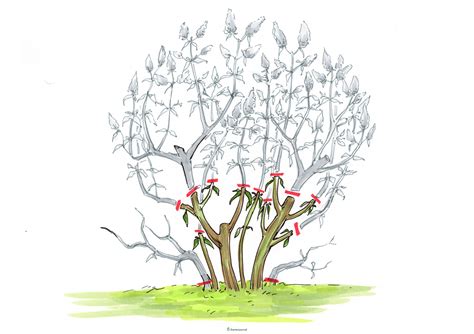 Der richtige zeitpunkt zum schneiden des flieders und des sommerflieders ist gekommen, wenn das gewächs gerade. Schmetterlingsflieder schneiden » Tipps & Schnittfehler ...