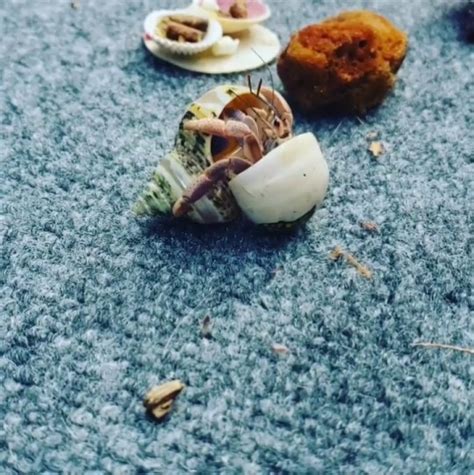 Our Hermit Crab Changed Shells Right In Front Of M Tumbex