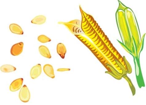 Maize Vector Graphicseps Free Vector Download Freeimages