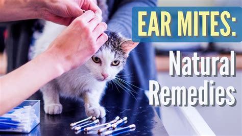 At Home Ear Mite Treatment For Cats Pet Food Guide