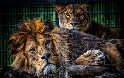 Free Download Lion Pair Lioness Predator Together Africa Animal