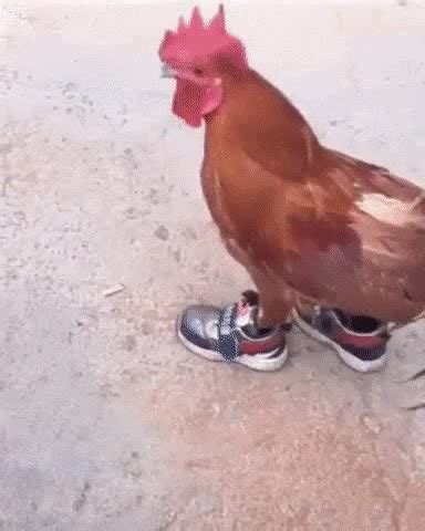 Chicken With Shoes Coub The Biggest Video Meme Platform