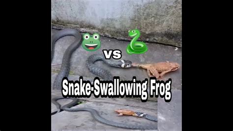 Exclusive Snake Swallowing Frog Youtube