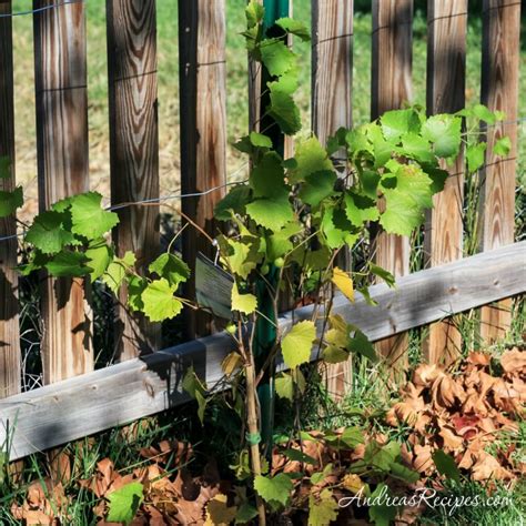 Concord Grapes On The Vine Weekend Gardening Andrea Meyers