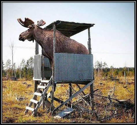 Apply For A 2020 Maine Moose Lottery Permit