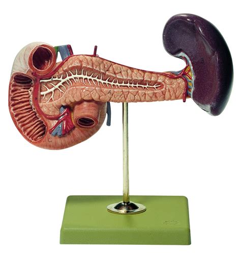 Pancreas With Spleen And Duodenum Model