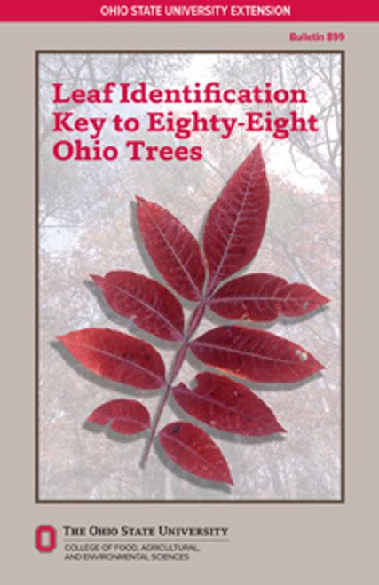 Leaf Identification Key To Eighty Eight Ohio Trees Osu Extension