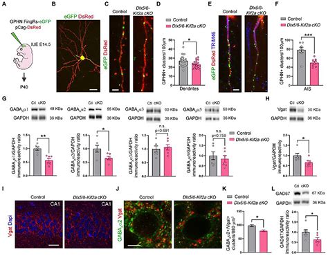Frontiers Inhibitory Synapse Dysfunction And Epileptic Susceptibility
