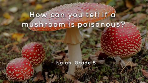 How Can You Tell If A Mushroom Is Poisonous Youtube