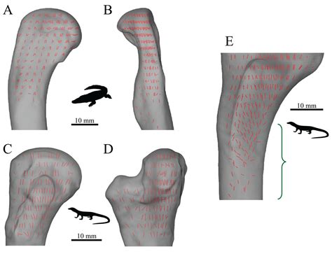 Cancellous Bone And Theropod Dinosaur Locomotion Part I—an Examination