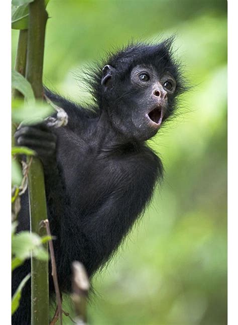 Are Spider Monkeys Mammals Pets Lovers