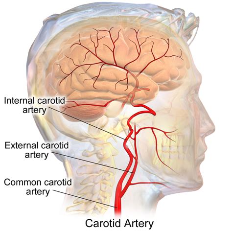 Head and neck region external carotid. Difference Between Jugular Vein and Carotid Artery ...