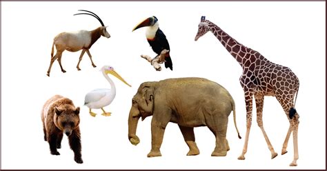 Animal Identification Quiz Quiz