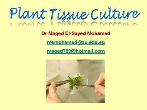 Ppt Plant Tissue Culture Powerpoint Presentation Id