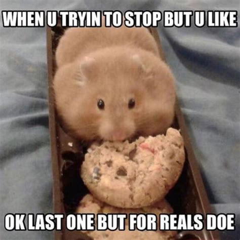 29 Of The Cutest Hamster Memes We Could Find Funny Hamsters Cute