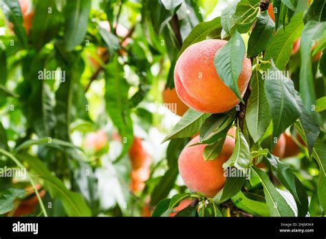 Peaches Ripe Sweet Peach Fruits Grow On A Peach Tree Branch In The