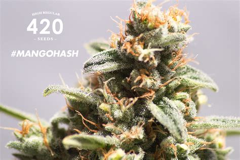 Promote language learning to the community; Mango Hash (par 420 Seeds) :: Info de Variété