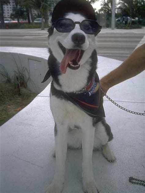 Husky Wearing Sunglasses Flickr Photo Sharing