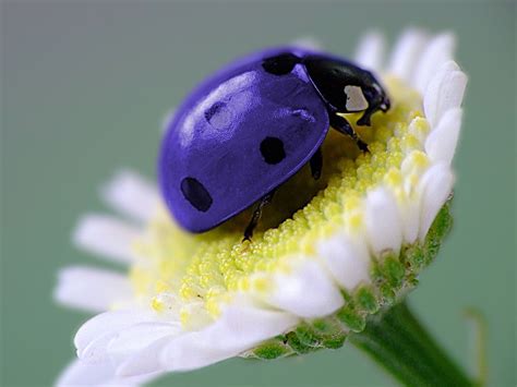 Photoshop Design By Alena910 Purple Ladybugs Animals Beautiful