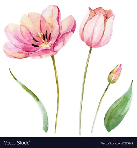 Watercolor Spring Flowers Royalty Free Vector Image
