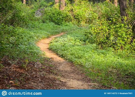 Small Jungle Way With Bushes At Morning Sunlight Stock Photo Image Of