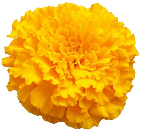 Mexican Marigold Clip Art Marigold Png Photo Png Download 11001019