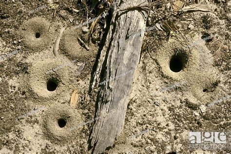 Aerial View Of Ant Holes In The Dry Dusty Ground Stock Photo Picture