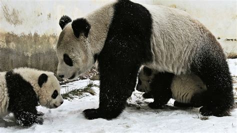 Why Are Giant Pandas Black And White Biologists Offer A New Theory