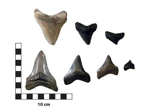Carcharodon Megalodon L Scale Fossil Teeth Fossil Fossils