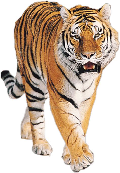 Tiger Png Transparent Background Image For Free Download 11 Png
